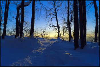 Sonnenaufgang im Wald / ***