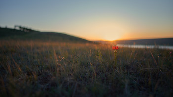 Die feuerrote Blume / ***