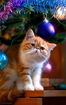 Frohes Neues Jahr! / ***