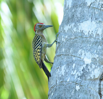 Hispaniolan woodpecker / ***