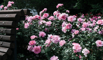 Rosa Blüten / ***