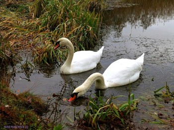 Swans / ***