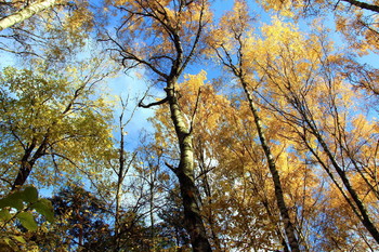 Erinnerungen des Herbstes / ***