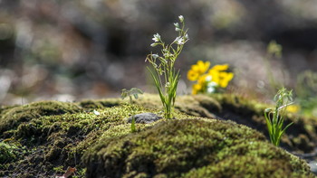 Odnazhdy v lesu / ***