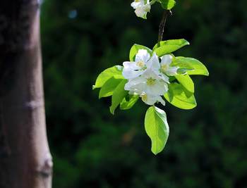Der Frühling kommt ... / ***