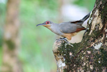 Hispaniolan Lizard-Cuckoo (Coccyzus longirostris) / ***