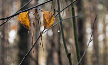 &nbsp; / ________________