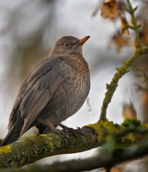 Proud Bird / ***