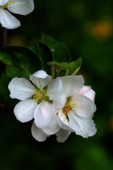 Apfelbaum in voller Blüte / ***