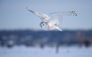 Snowy owl (Bubo scandiacus)-female / ***