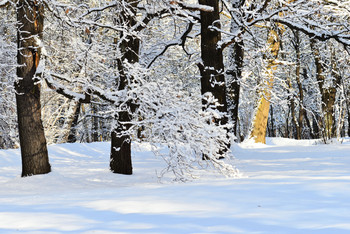 Winterwald / ***