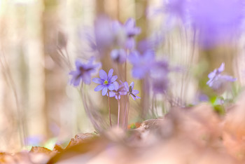 Leberblümchen / Leberblümchen