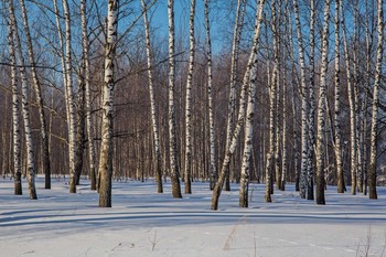 Birches / ***