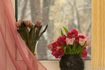 Blumen im Fenster / ***