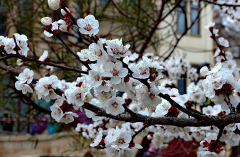 Frühling Etüde / ***
