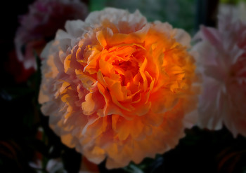 In den letzten Strahlen / ***