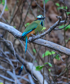 Turquoise-browed Motmot (Eumomota superciliosa) / ***