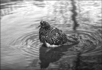 Wasserbehandlungen / ***