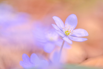 Leberblümchen / Leberblümchen