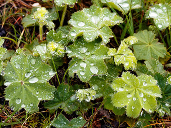 Nach dem Regen / ***