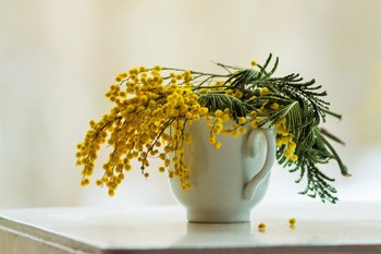 Mimose / ***