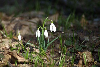 Schneeglöckchen / ***