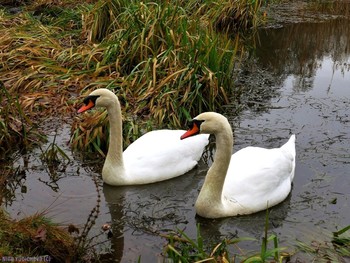 Swans / ***