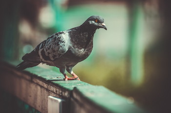 pigeon / No comments.