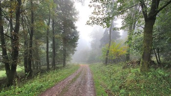 Herbstnebel / ***