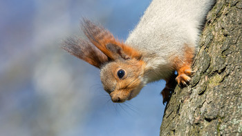 Eine neugierige Eichhörnchen / ***