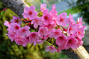 Frühlingsbilder / ***