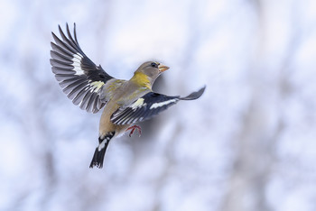 Evening in flight / ***