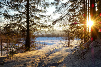 Sonnenaufgang im Wald / ***
