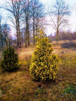 Frühling im Stadtpark / ***