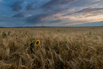 Julimorgen / There I was on a July morning
Looking for love
With the strength
Of a new day dawning
And the beautiful sun

At the sound
Of the first bird singing
I was leaving for home
With the storm
And the night behind me
And a road of my own