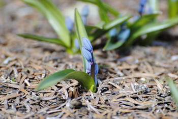 Weg, um den Frühling! / ***