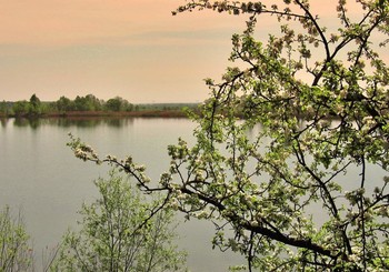 Apple Trees in Bloom / ***