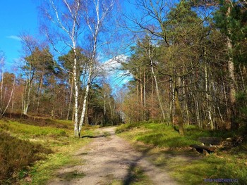 Spring Forest / ***