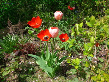 Tulips / ***