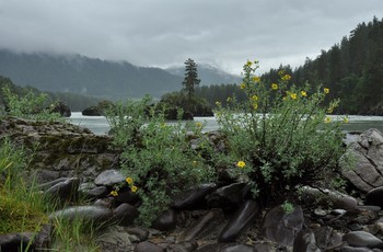 Nach dem Regen / ***