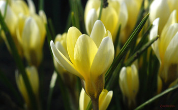 Krokusse / ***