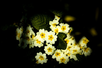 Frühling / ***