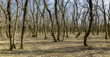 Spring Forest / ***