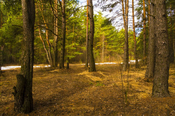 Frühlingswald. / ***