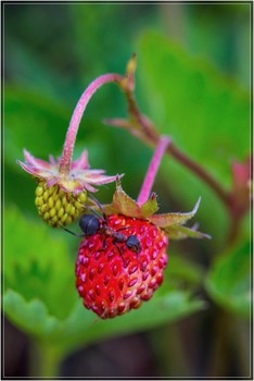 Süße Beeren / ***