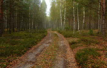 Straße zum Herbst / ***