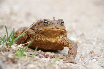 Pashkevich68 / Pashkevich68