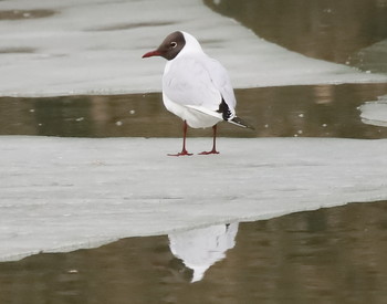 SEAGULL / ***