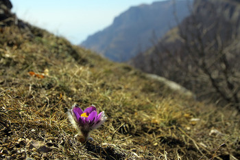 Pulsatilla Krim / ***