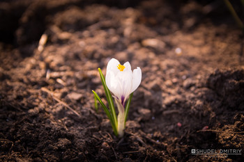 Krokus / ***